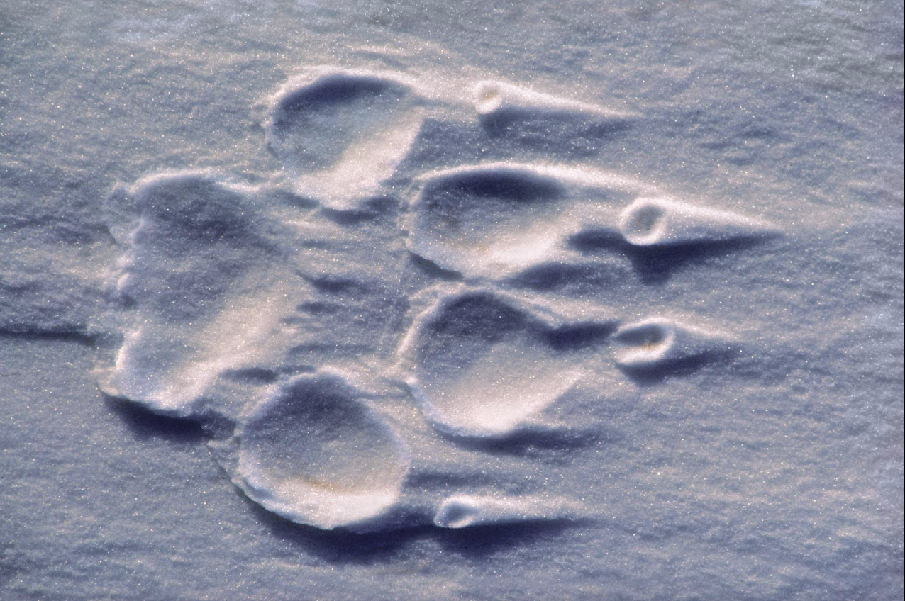 30-Wolfsspur im Schnee.jpg (1276 x 848)